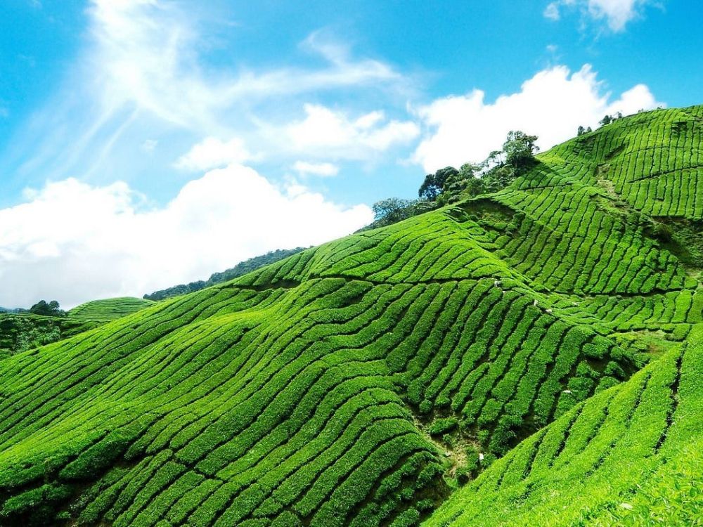 Kerala Essence: Hills, Wildlife & Backwaters